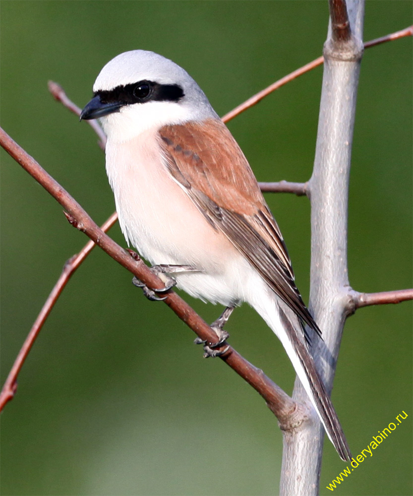 - Lanius collurio Red-backed Shrike