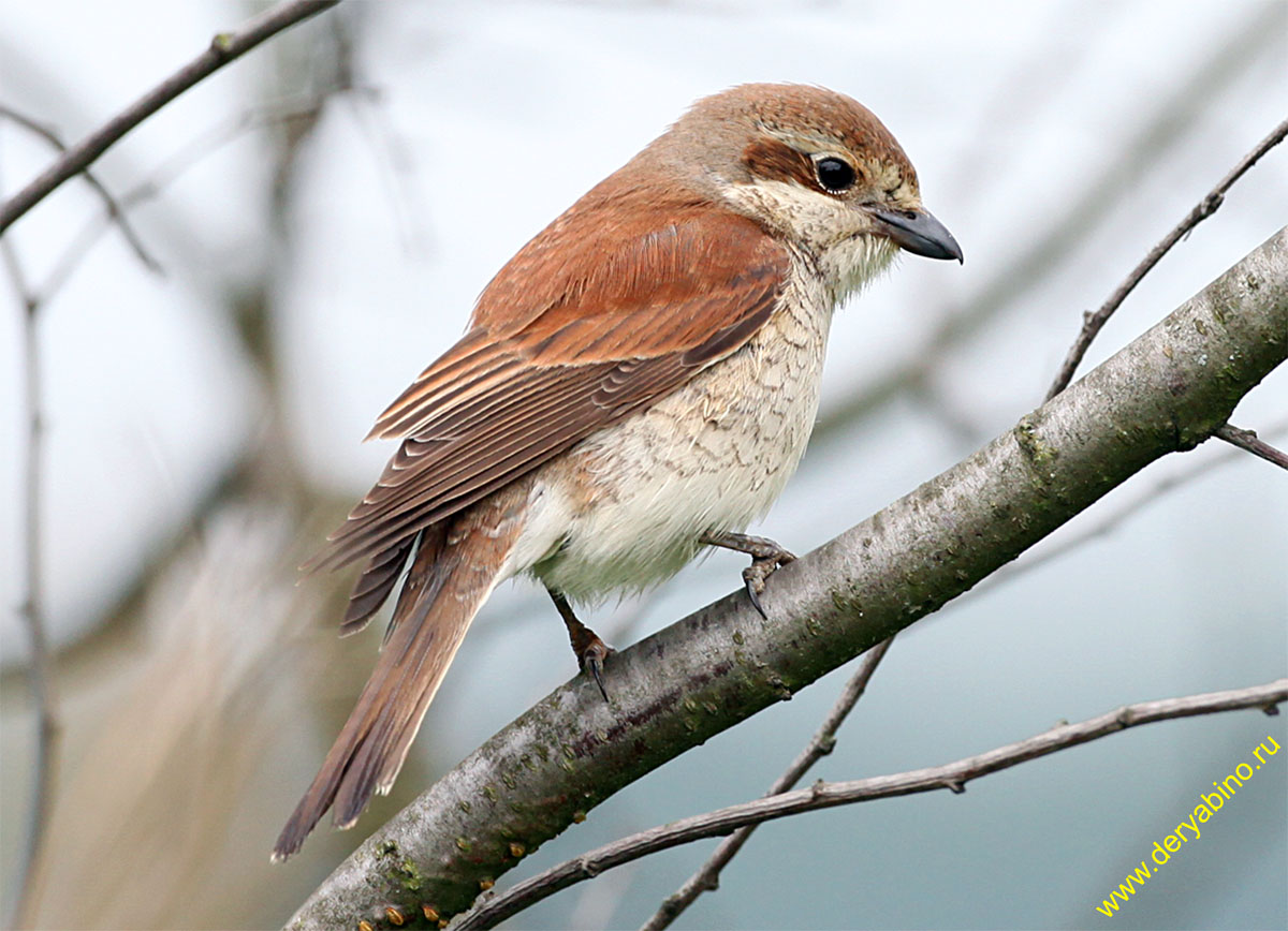 - Lanius collurio Red-backed Shrike