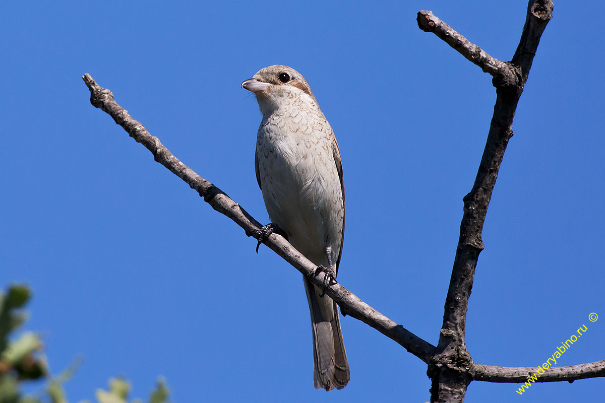 - Lanius collurio Red-backed Shrike