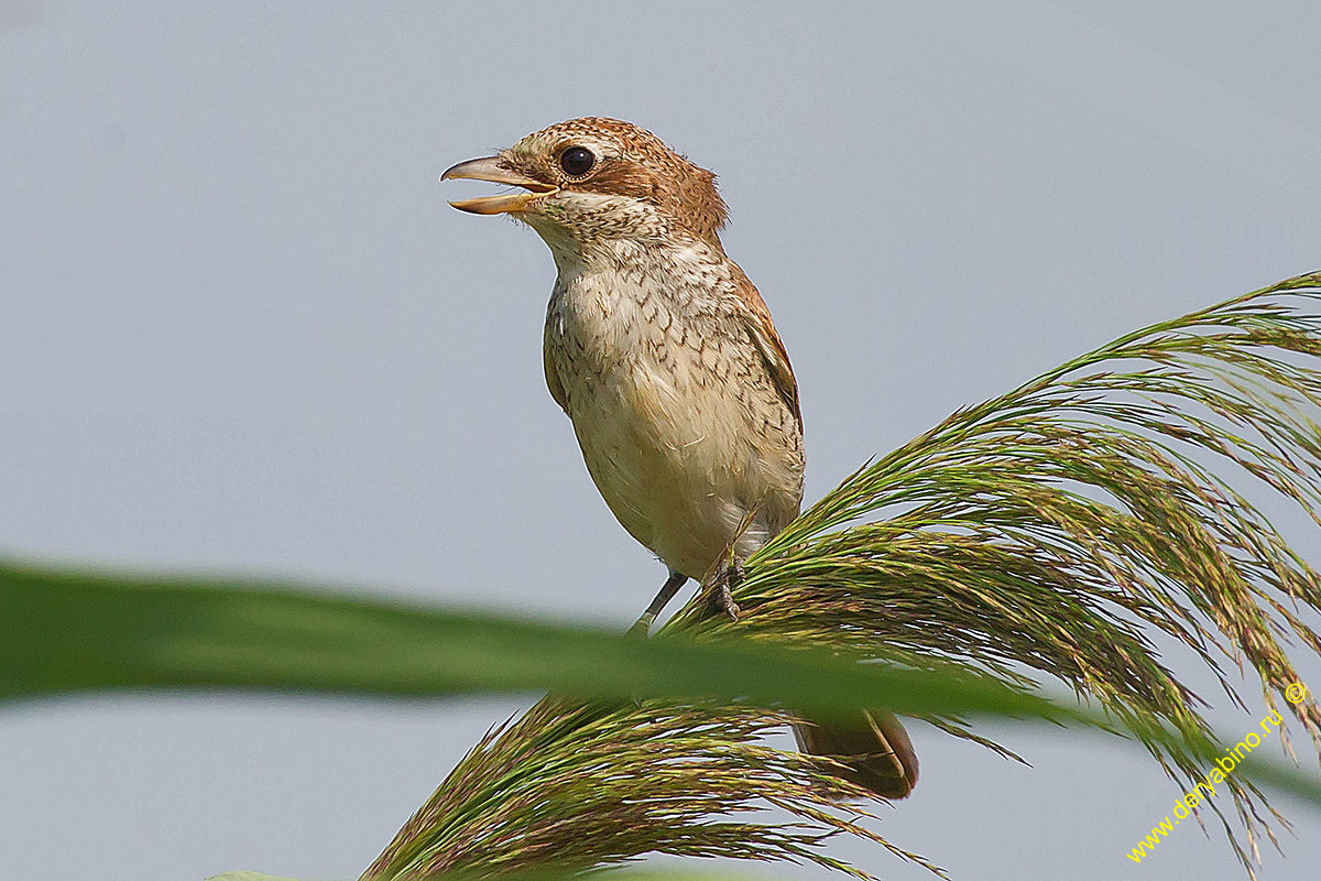 - Lanius collurio Red-backed Shrike