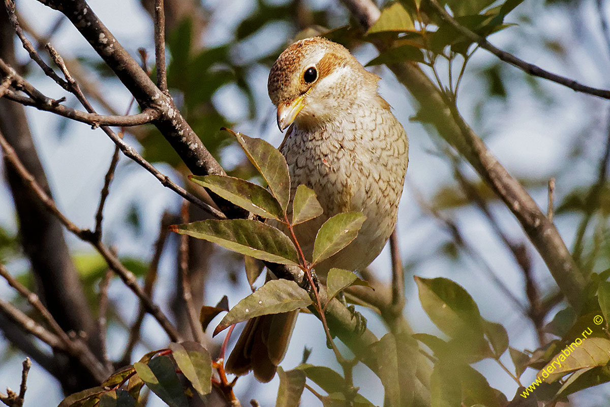 - Lanius collurio Red-backed Shrike