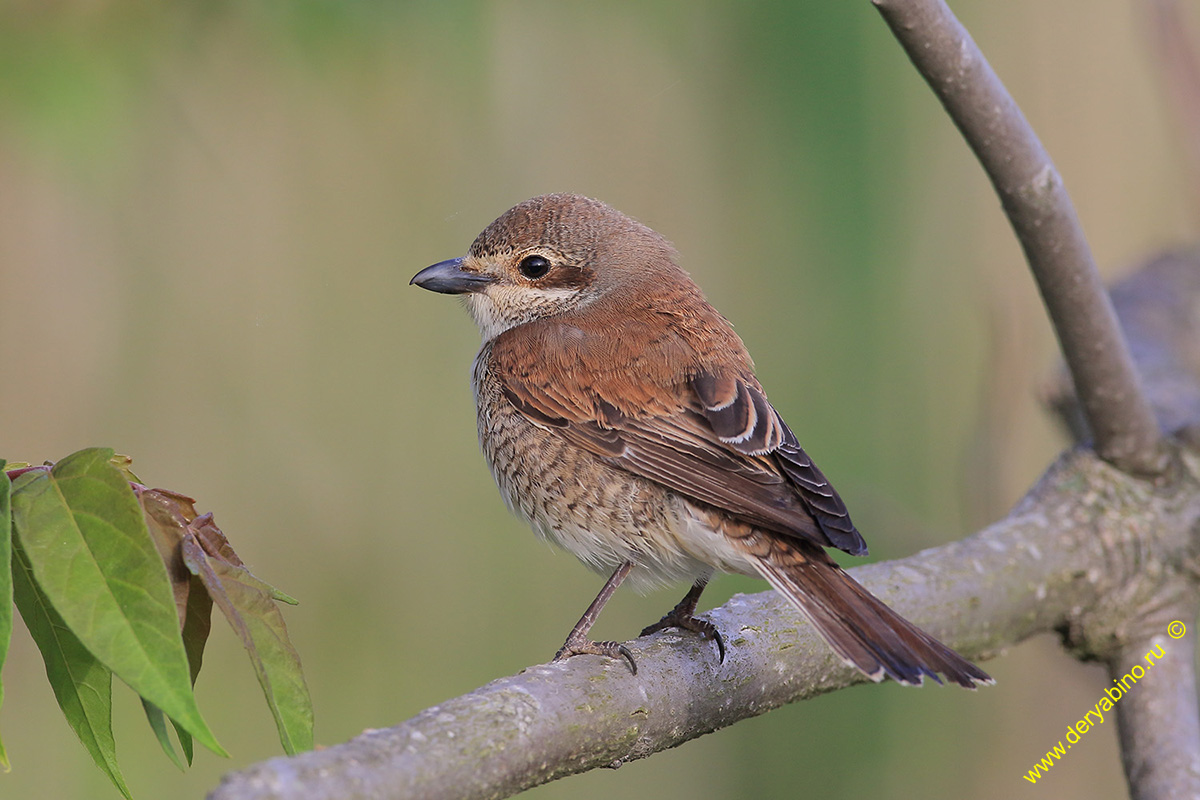 - Lanius collurio Red-backed Shrike