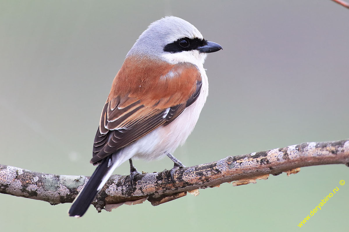 - Lanius collurio Red-backed Shrike