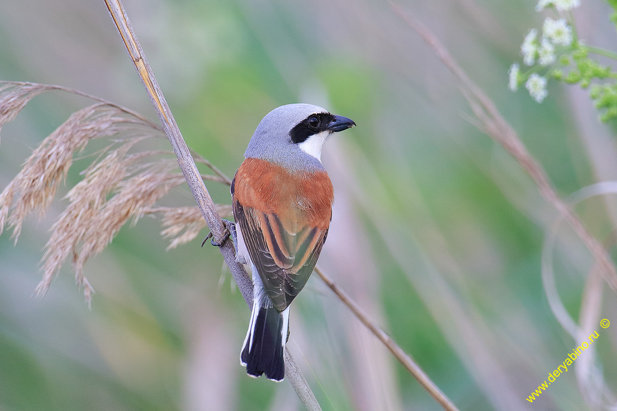 - Lanius collurio Red-backed Shrike