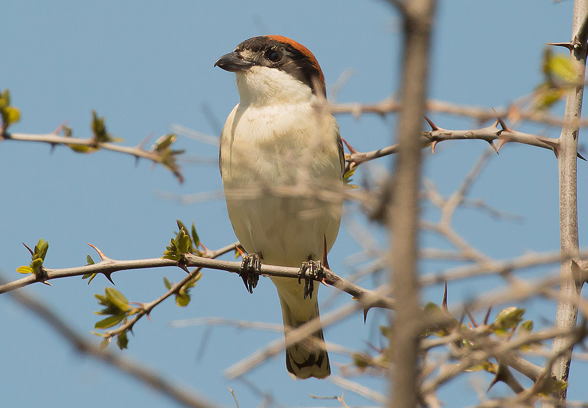   Lanius senator Woodchat shrike