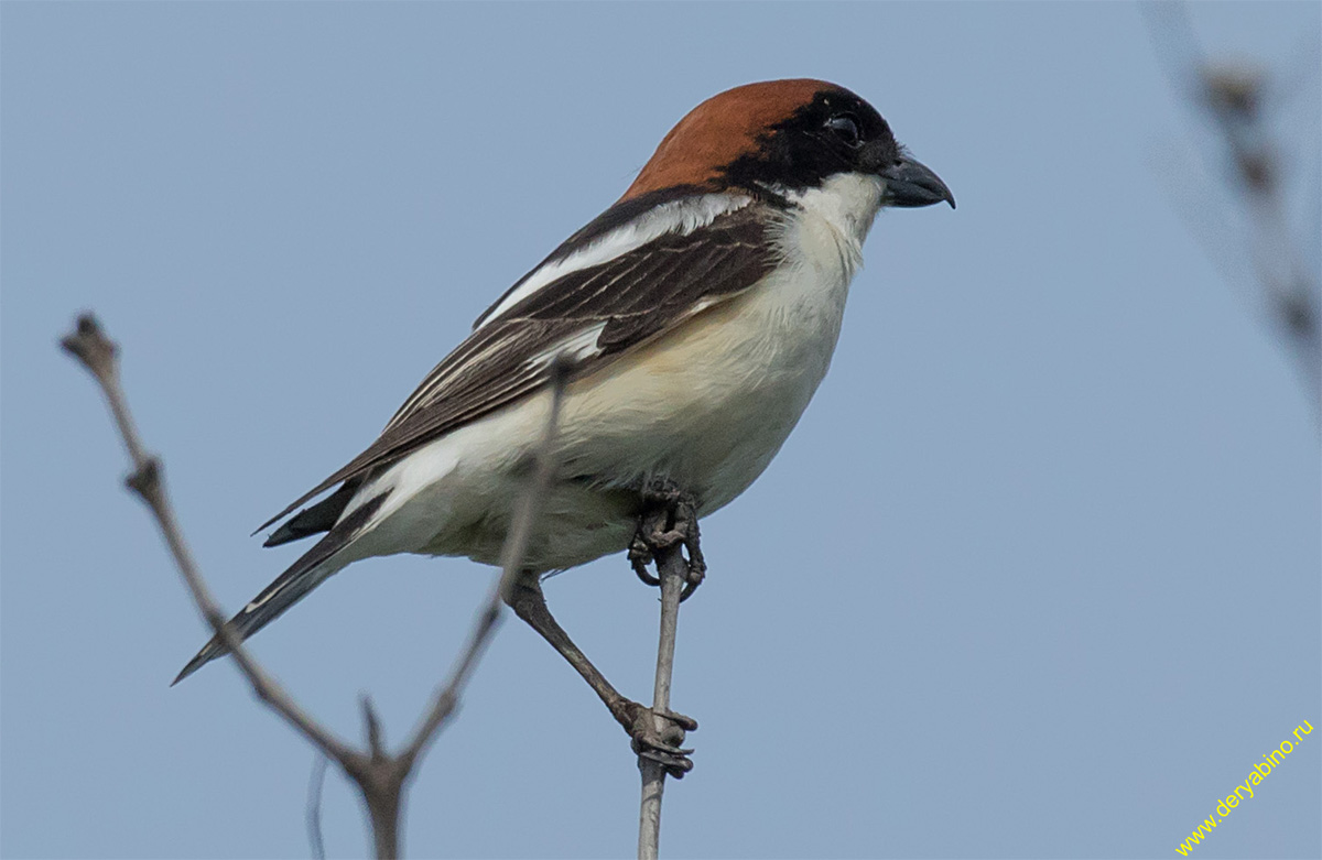   Lanius senator Woodchat shrike