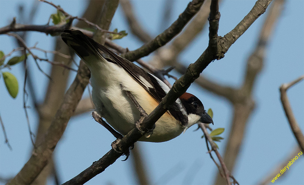   Lanius senator Woodchat shrike