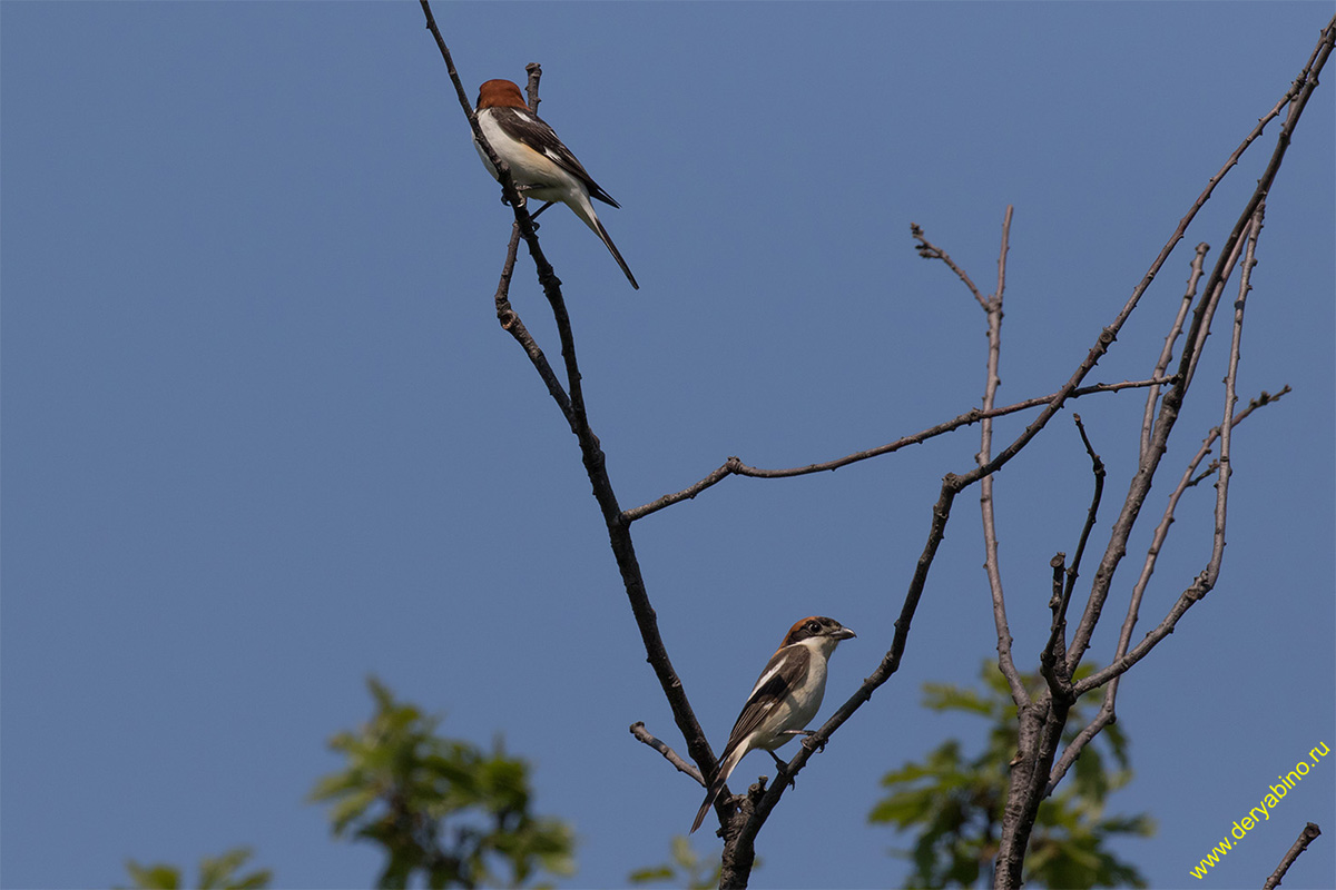   Lanius senator Woodchat shrike