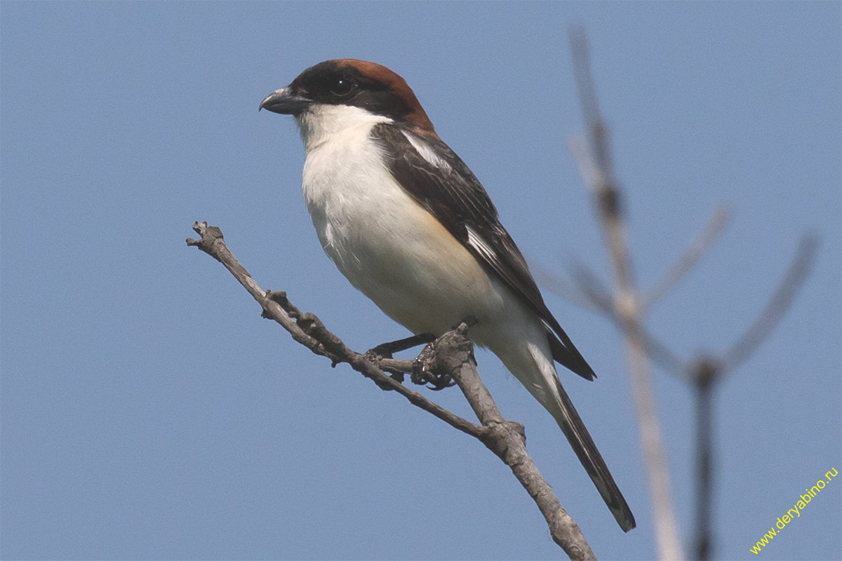   Lanius senator Woodchat shrike