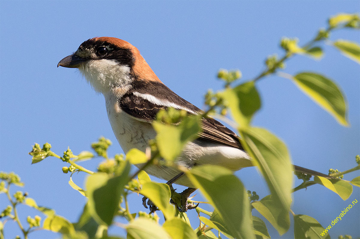   Lanius senator Woodchat shrike