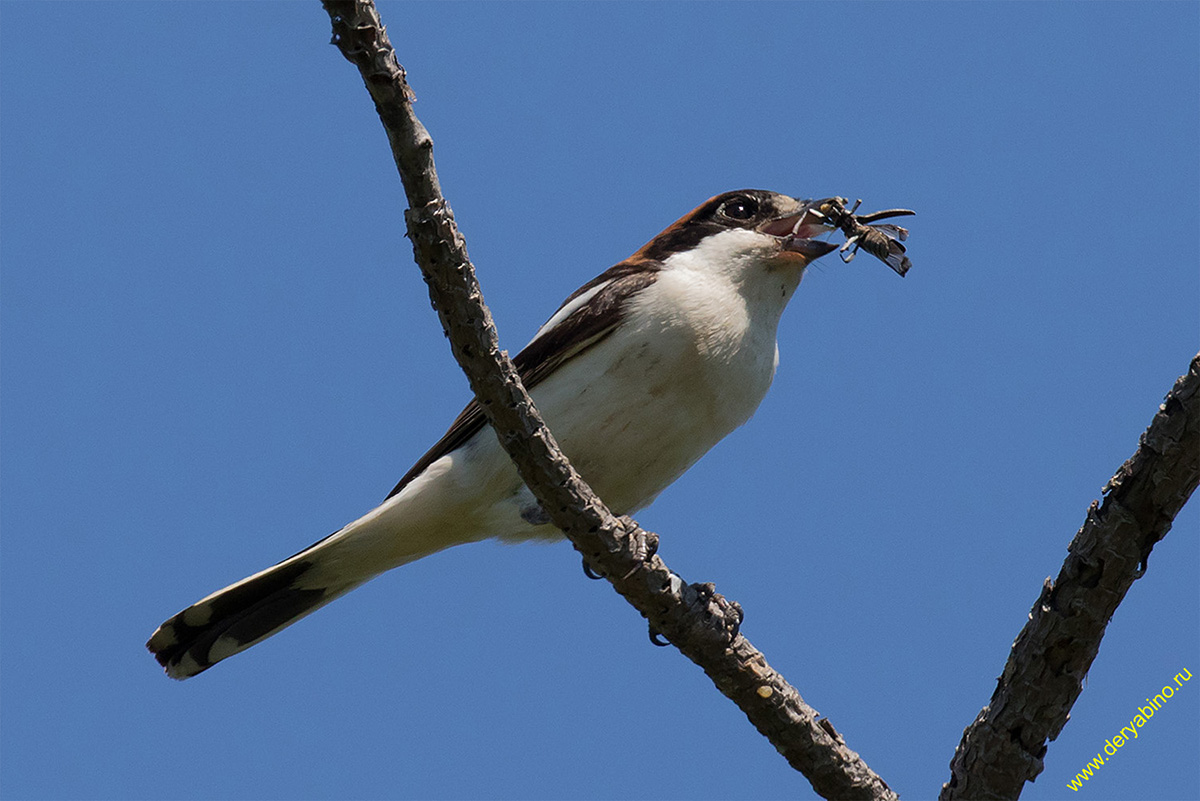   Lanius senator Woodchat shrike