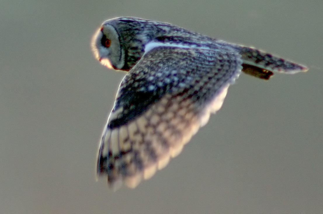   Asio otus Long-eared Owl