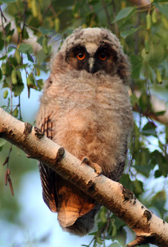   Asio otus Long-eared Owl