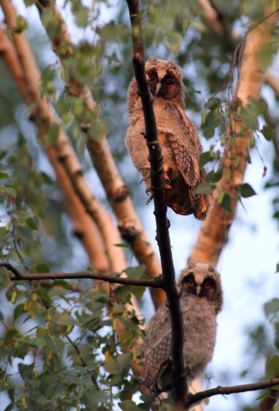   Asio otus Long-eared Owl