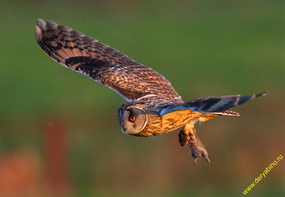   Asio otus Long-eared Owl