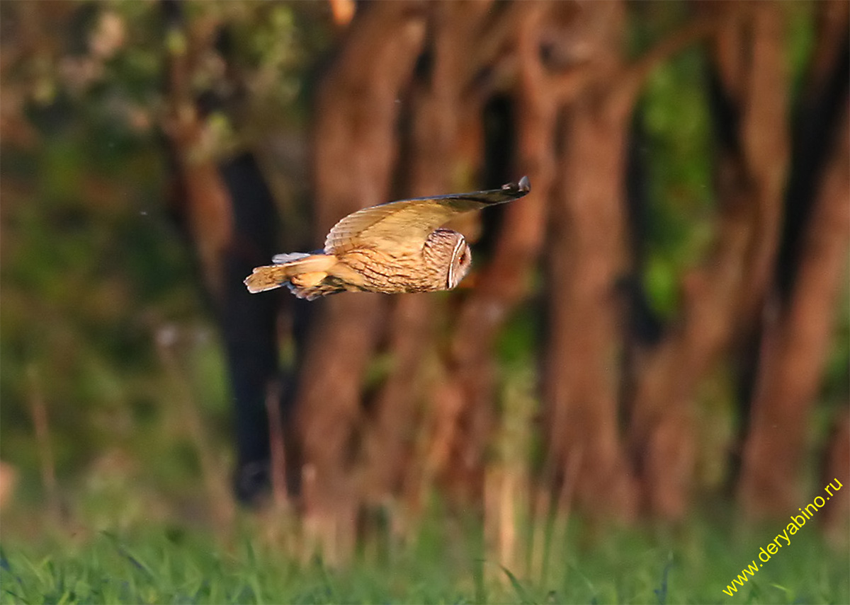   Asio otus Long-eared Owl