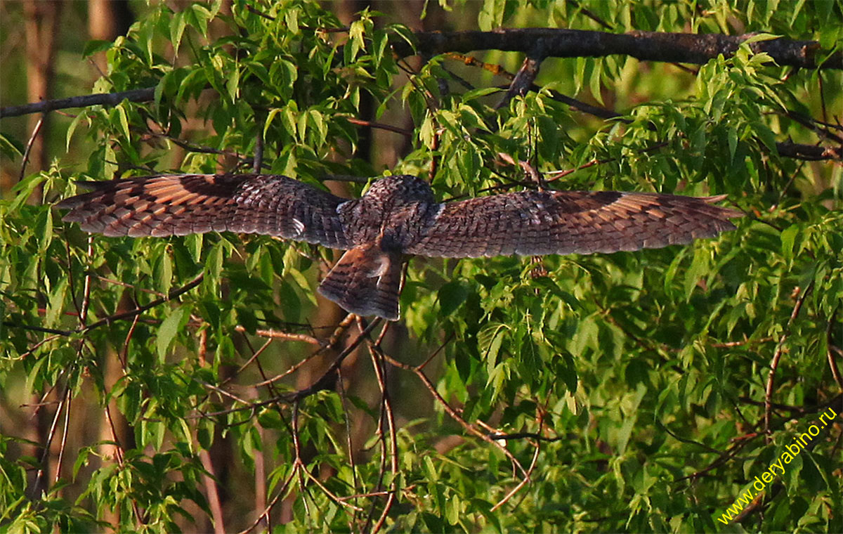   Asio otus Long-eared Owl