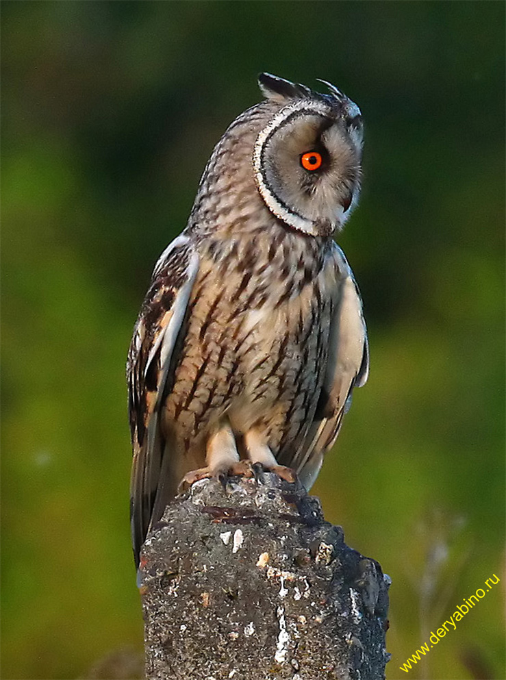   Asio otus Long-eared Owl