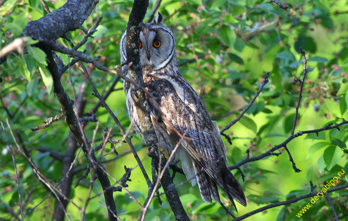   Asio otus Long-eared Owl