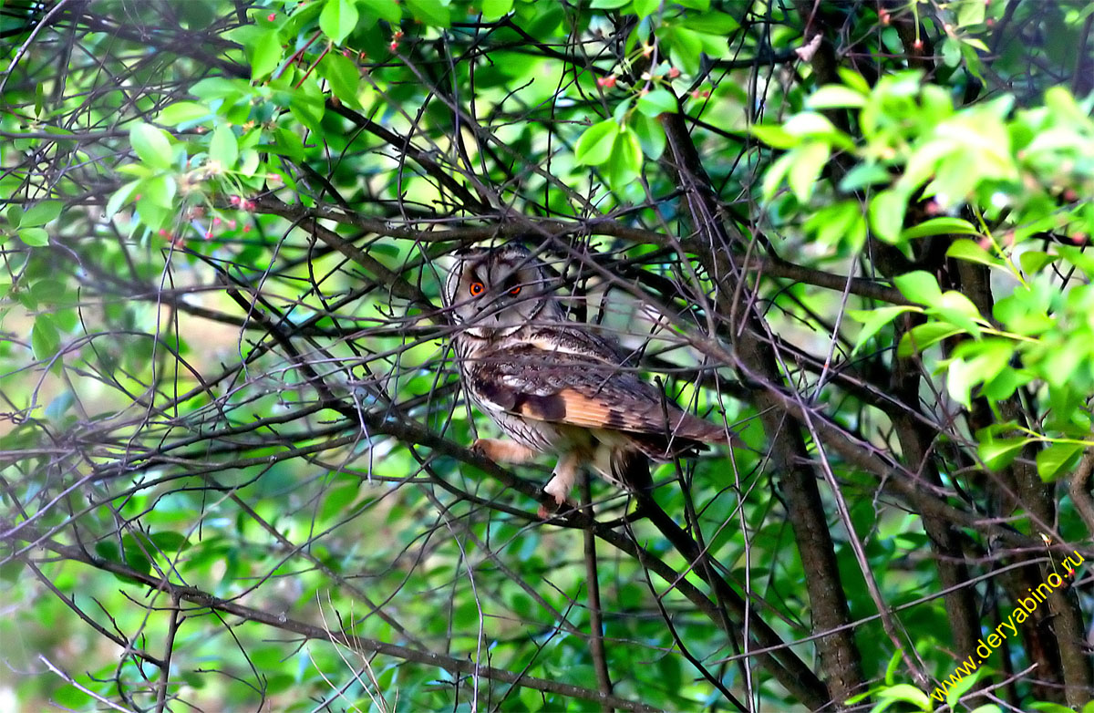   Asio otus Long-eared Owl