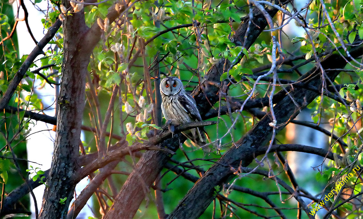   Asio otus Long-eared Owl