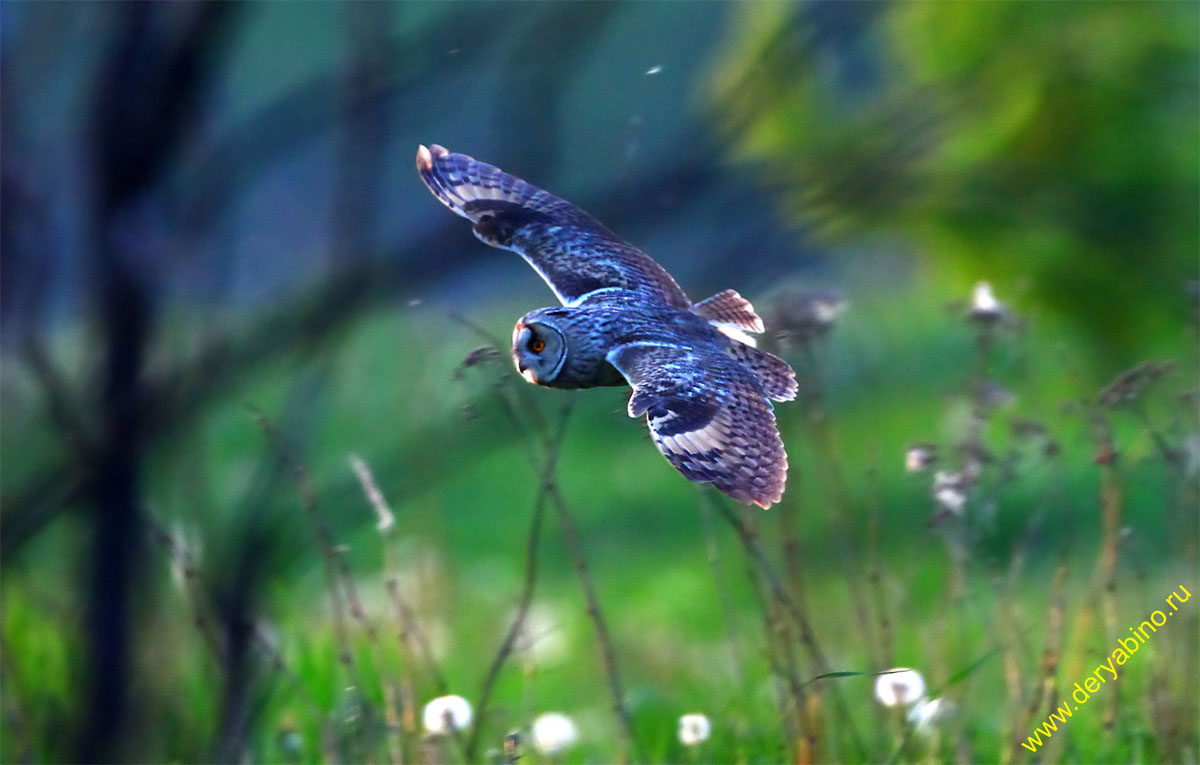   Asio otus Long-eared Owl