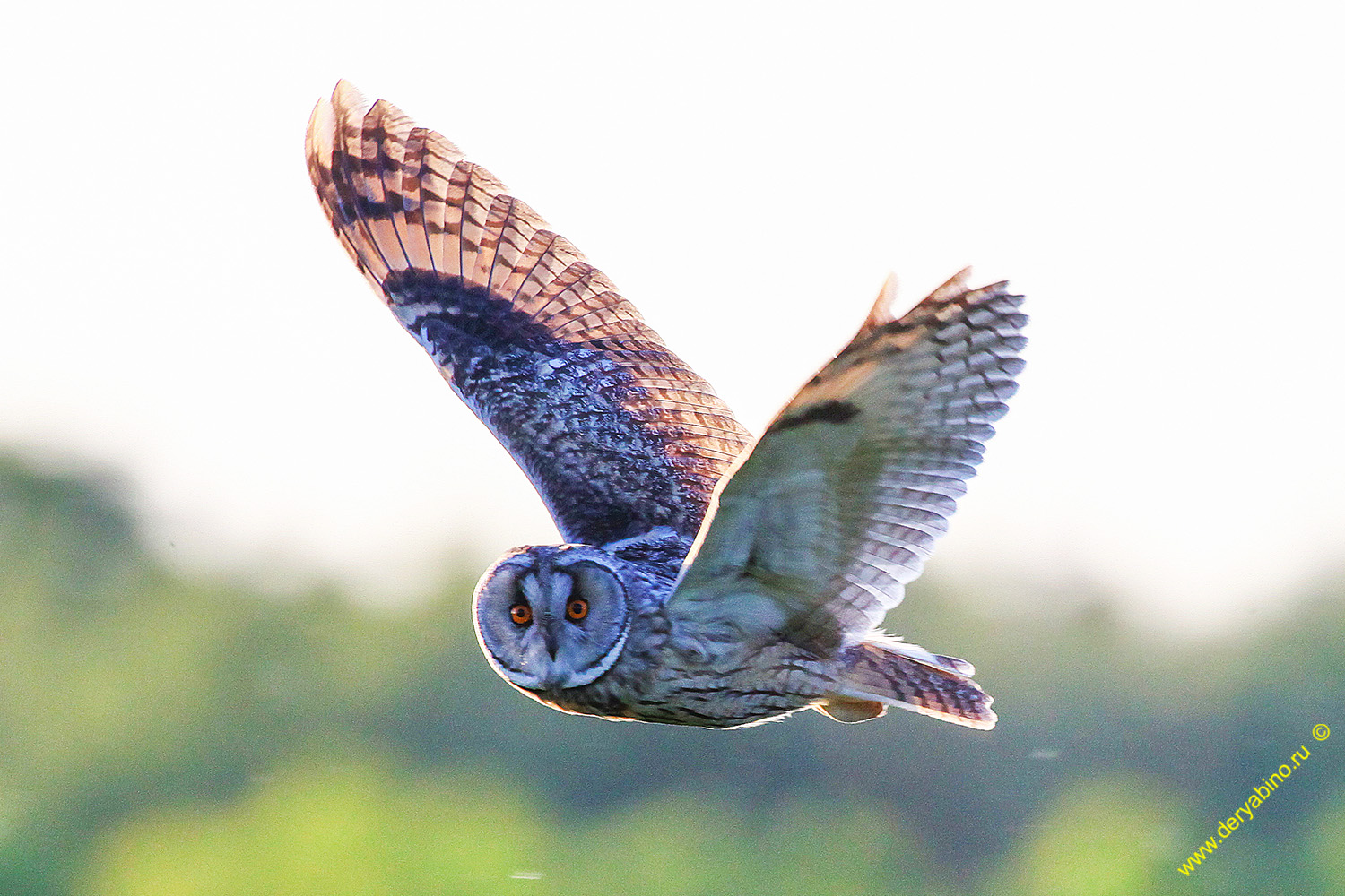   Asio otus Long-eared Owl