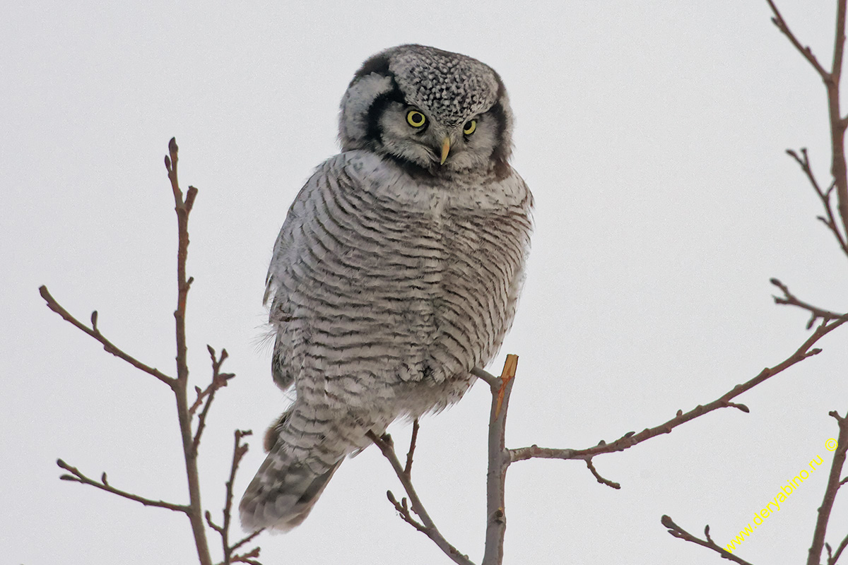   Surnia ulula Northern hawk-owl