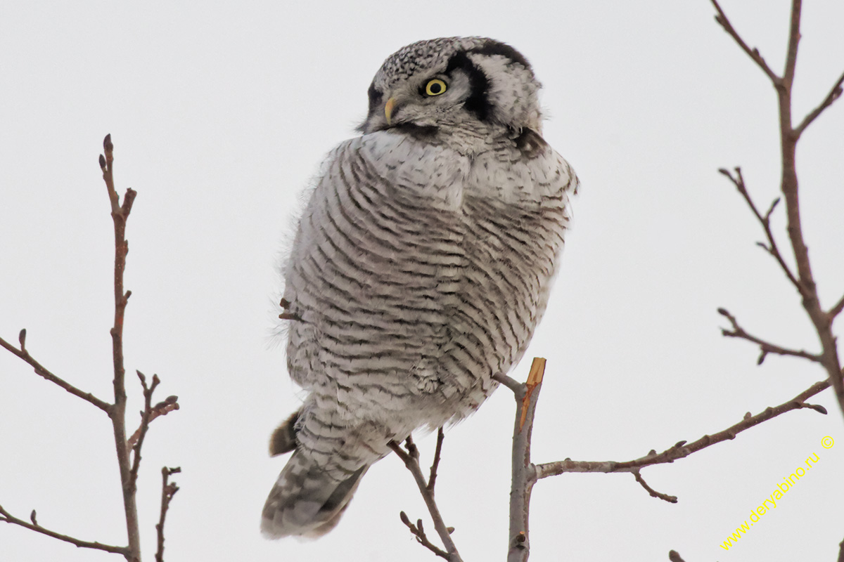   Surnia ulula Northern hawk-owl