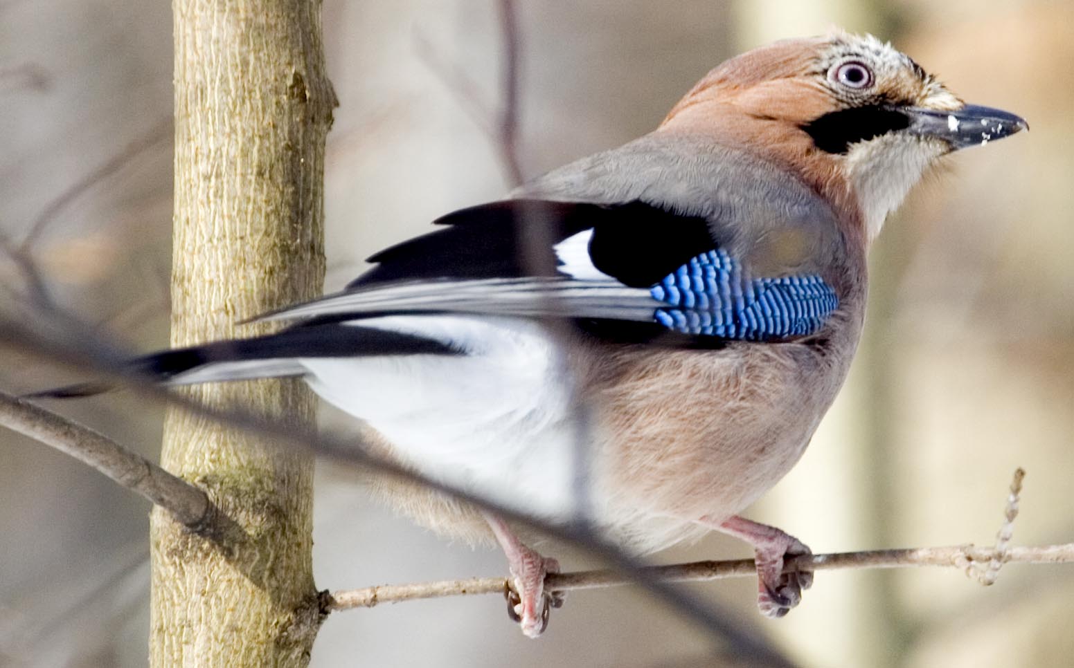  Garrulus glandarius Eurasian Jay