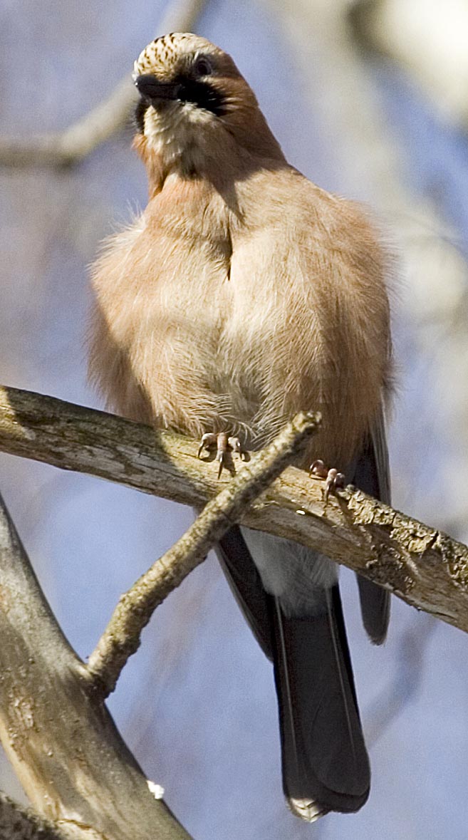  Garrulus glandarius Eurasian Jay