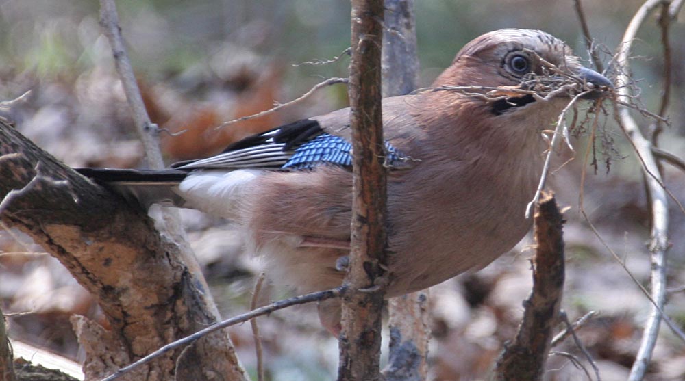 Сойка Garrulus glandarius Eurasian Jay