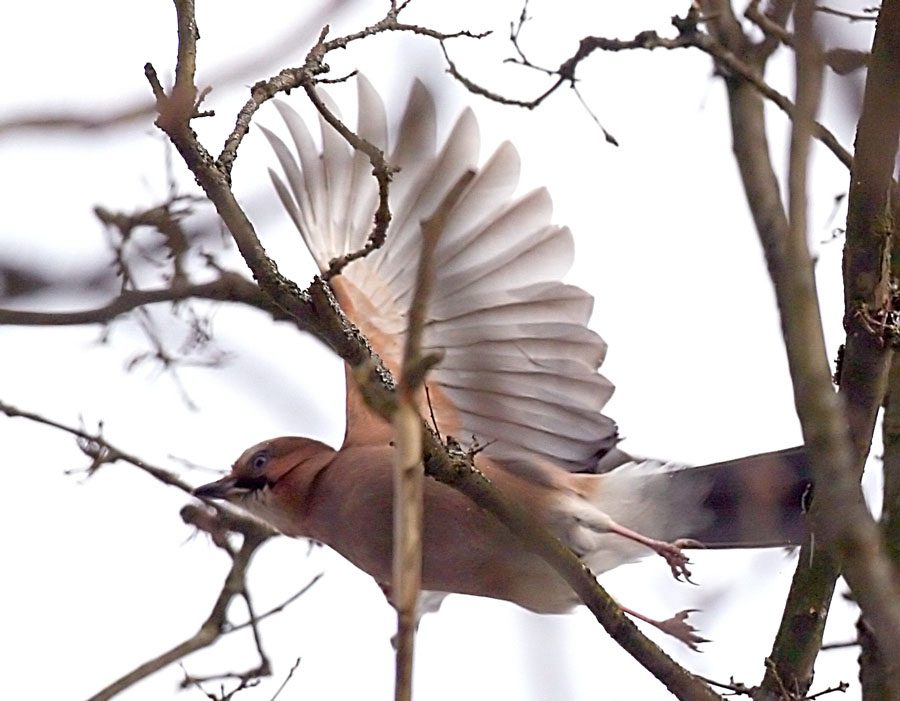  Garrulus glandarius Eurasian Jay