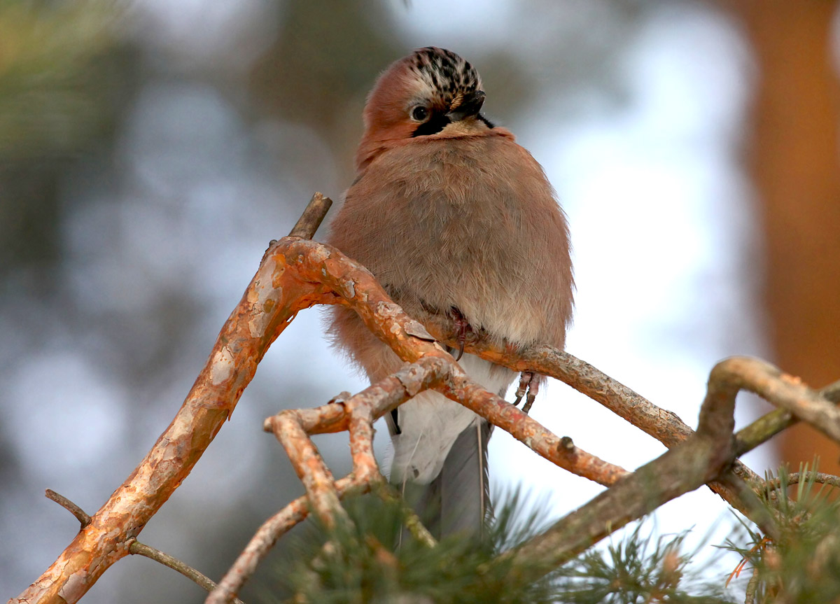 Сойка Garrulus glandarius Eurasian Jay