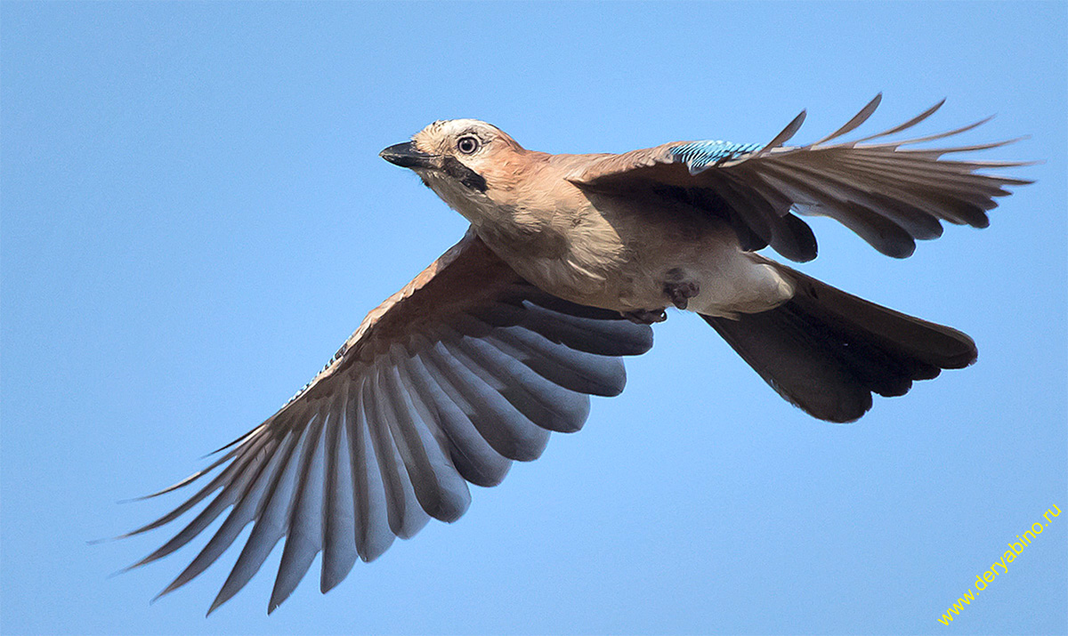 Сойка Garrulus glandarius Eurasian Jay