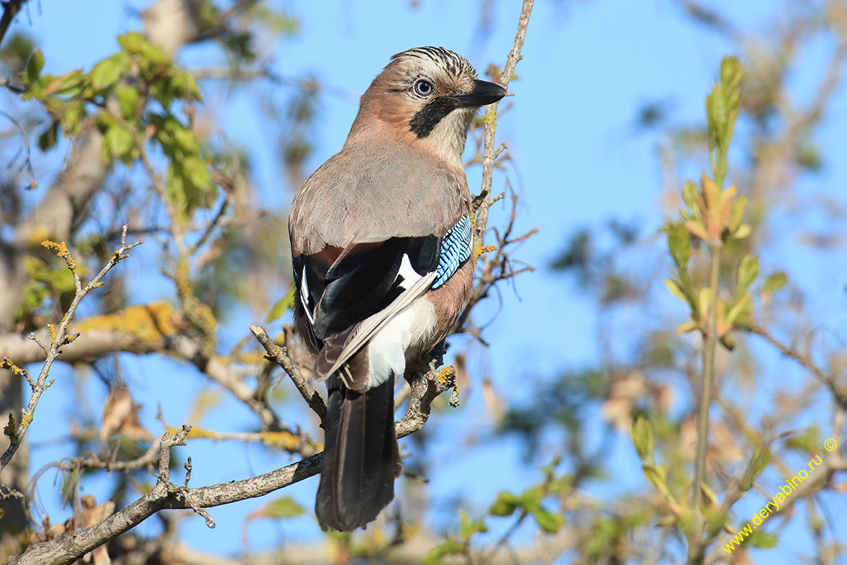  Garrulus glandarius Eurasian Jay