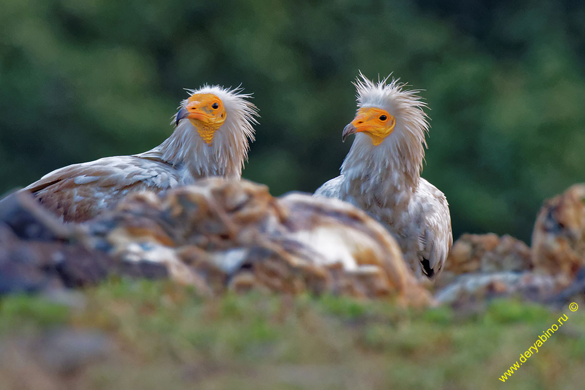  Neophron percnopterus Egyptian Vulture