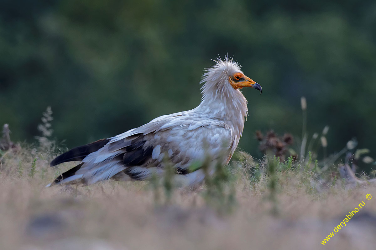  Neophron percnopterus Egyptian Vulture