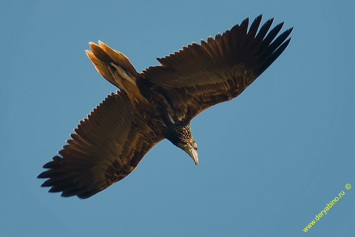  Neophron percnopterus Egyptian Vulture