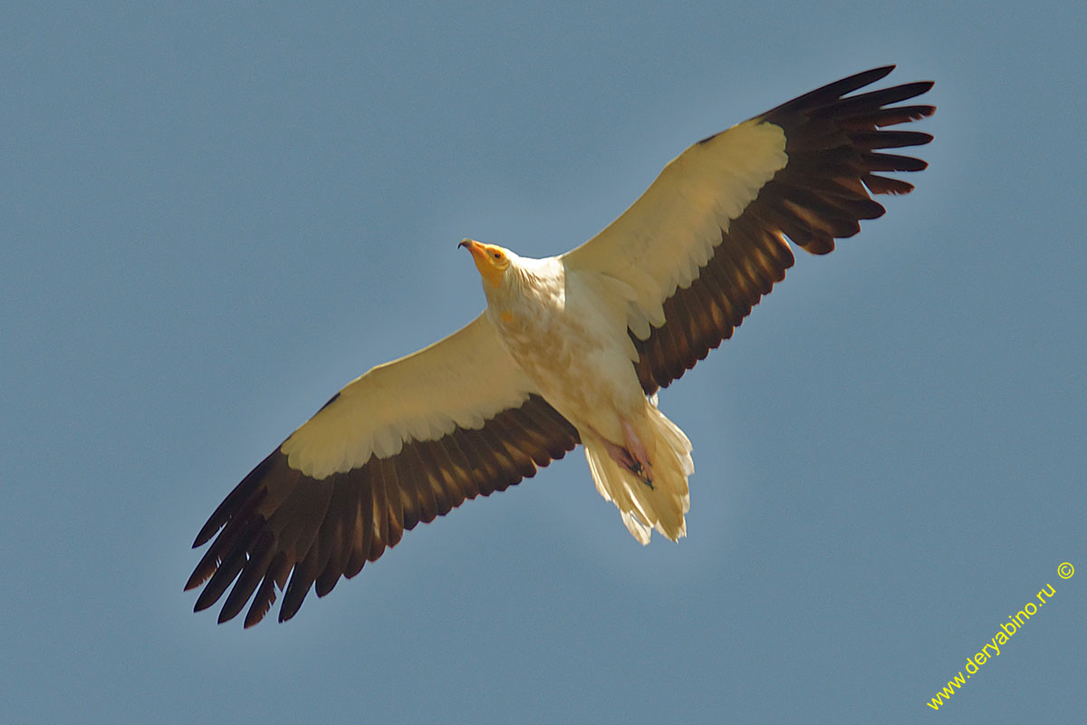  Neophron percnopterus Egyptian Vulture