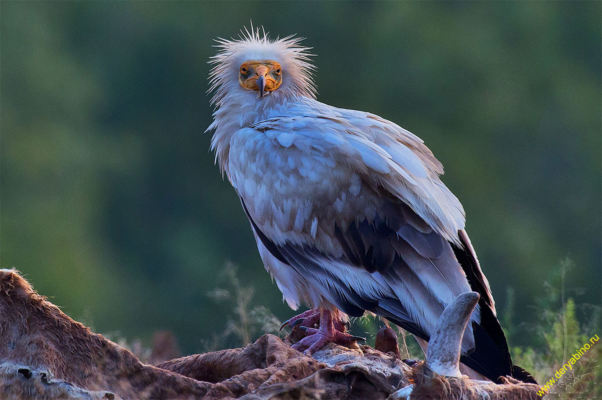  Neophron percnopterus Egyptian Vulture