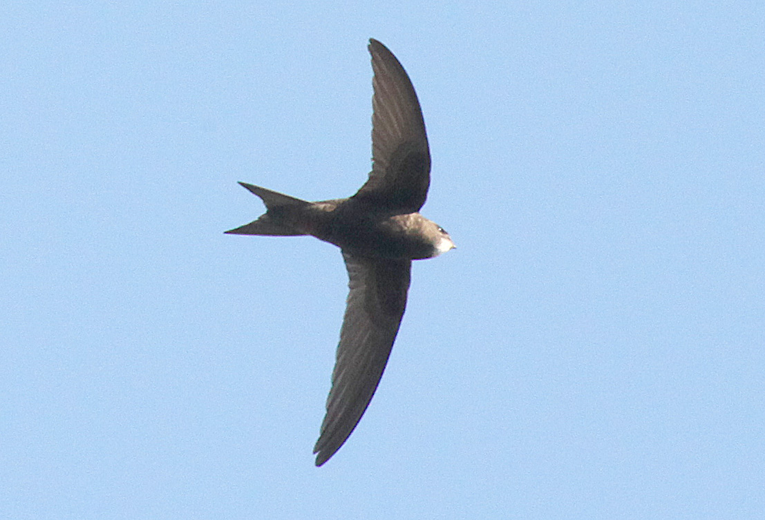  Apus apus Common Swift