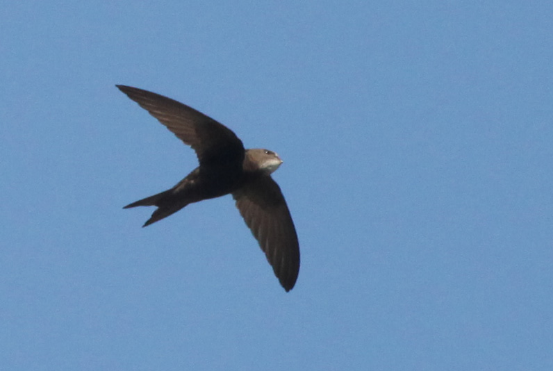  Apus apus Common Swift