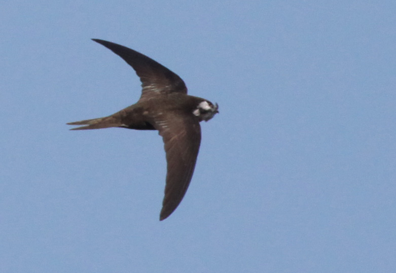  Apus apus Common Swift