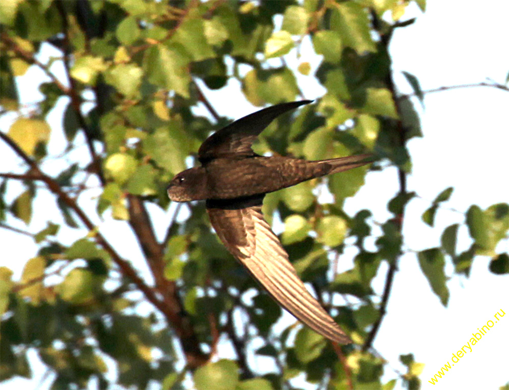  Apus apus Common Swift