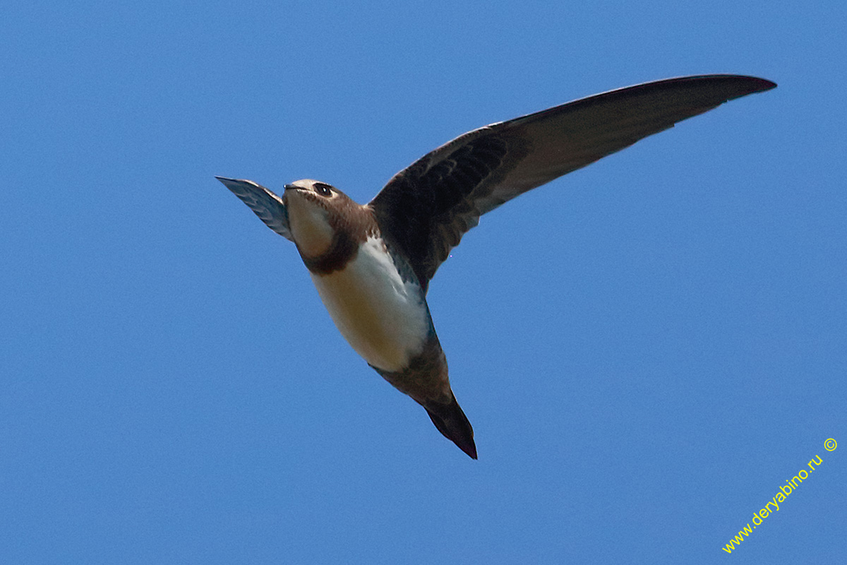   Tachymarptis melba Alpine swift