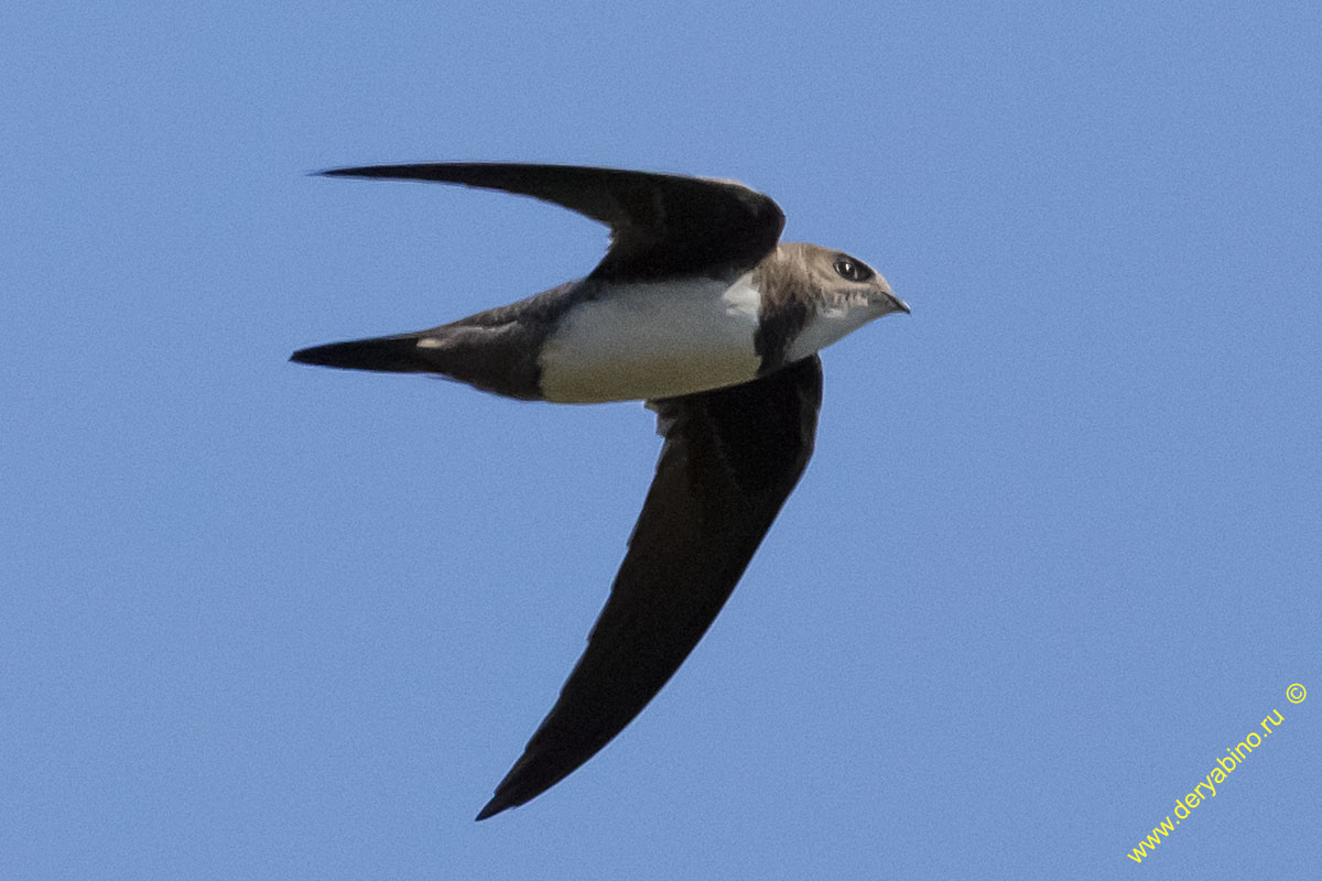   Tachymarptis melba Alpine swift