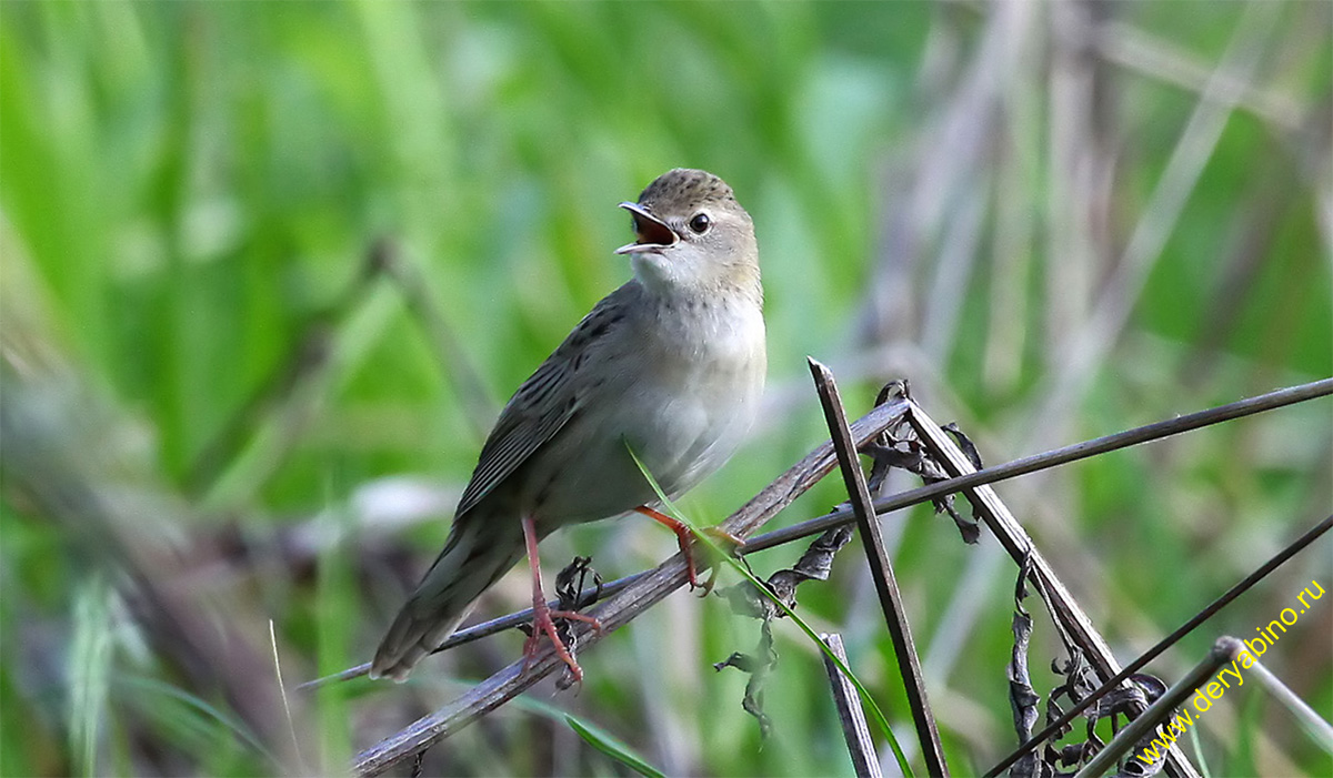   Grasshopper Warbler Locustella naevia