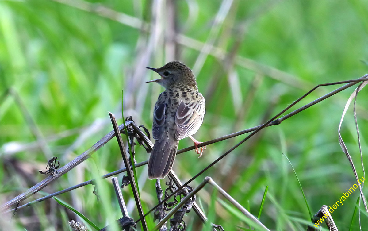   Grasshopper Warbler Locustella naevia