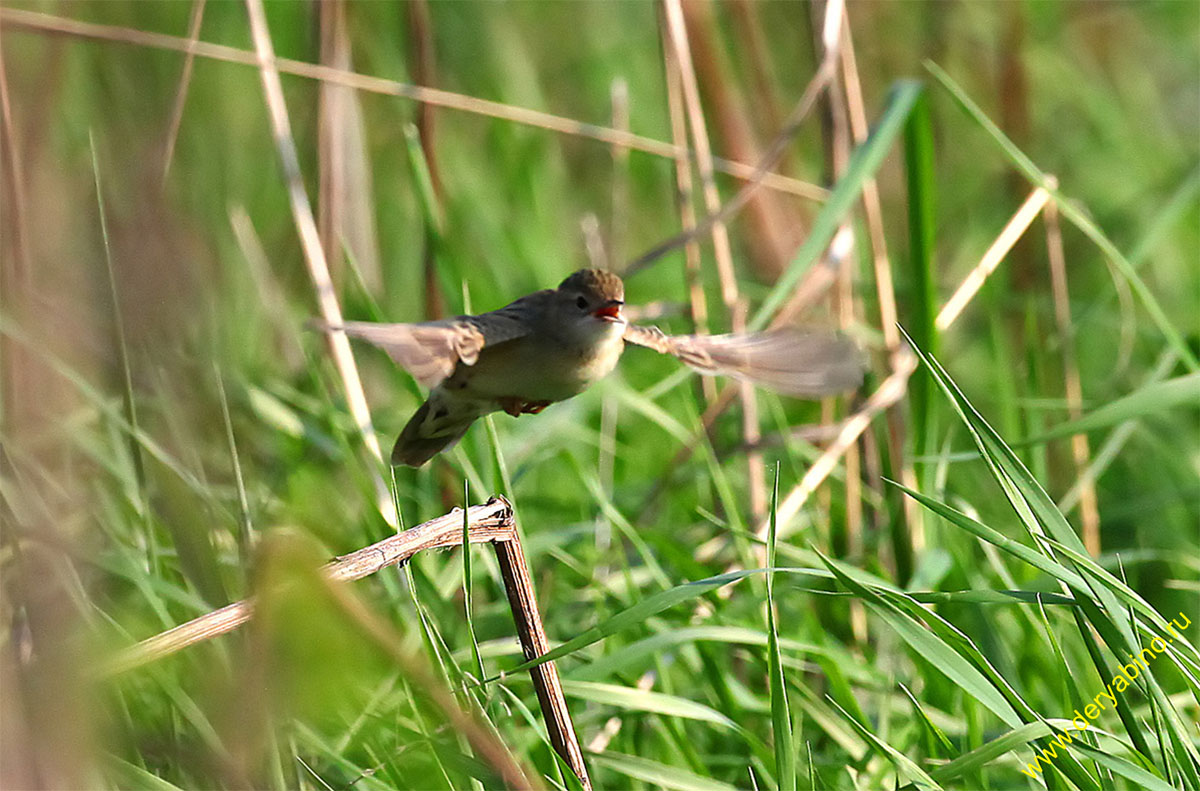   Grasshopper Warbler Locustella naevia